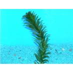  дыра ka белка 10шт.