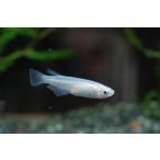 ショッピングメダカ 白メダカ　２００匹