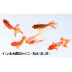 すくい金魚（三ツ尾）選別個体 ミックス　２０匹+２匹（保証分）
