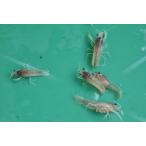 ■タイゴーストザリガニ（白系）Ｆ１