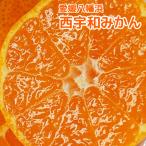  Ehime запад . мир запад . мир мандарин специальный отбор 5 kilo сувенир .. для ... прямая поставка от производителя Ehime мандарин Unshu. включая доставку и налог 