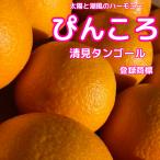 ........ Kiyoshi видеть язык гол 3 kilo для бытового использования Ehime префектура производство . Kiyoshi видеть orange мандарин .... Kiyoshi видеть мандарин Hachiman . сельское хозяйство дом прямая поставка бесплатная доставка 