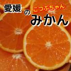 訳あり　こつぶちゃん（極早生）10キロ　温州みかん　西宇和八幡浜　こたつフルーツ産地農家直送