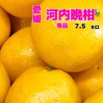 贈答用.秀品 河内晩柑 7.5キロ L〜3L 樹齢20年以上 美生柑.宇和ゴールド愛南ゴールド灘オレンジ夏文旦同一品種お中元贈答.お土産