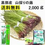 【送料無料】(関東 東海 近畿 北陸 信越)　黒部産 天然 山蕗 ふき フキ(長くてスリム)保冷剤＆新鮮パック  2,000g