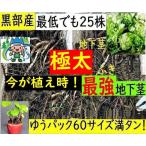 B[ Kanto Koshinetsu бесплатная доставка ] много inserting.! чёрный часть производство * натуральный . сырой *.*fki* Fuki no Tou * крепкий . рассада * земля внизу стебель 25 АО и больше 