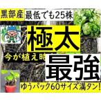 .[ Kanto Koshinetsu бесплатная доставка ] много inserting.! чёрный часть производство * натуральный . сырой *.*fki* Fuki no Tou * крепкий . рассада * земля внизу стебель 25 АО и больше 