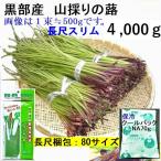 黒部産 天然 山蕗 ふき(大中小混合)4000g