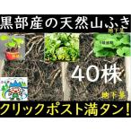 3[ Kanto Koshinetsu бесплатная доставка ] чёрный часть производство * натуральный . сырой *.*fki* Fuki no Tou * крепкий . земля внизу стебель *40 АО *...... возможность!