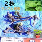  чёрный часть производство * натуральный . сырой *.*fki*..* Fuki no Tou имеется * крепкий . рассада АО! 2 АО 