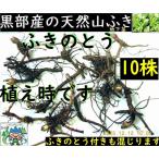 5[ бесплатная доставка!] чёрный часть производство * натуральный . сырой *..*.*fki* Fuki no Tou * крепкий . земля внизу стебель * рассада 10 АО +α