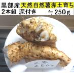 [ бесплатная доставка ]( Kanto Tokai Kinki Hokuriku Shinetsu ) чёрный часть производство * супер липкость! красный земля глина. . type . натуральный Японский ямс 2 шт ≒250g