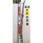  чёрный часть производство * супер липкость! красный земля глина. . type . натуральный Японский ямс 89cm 1 шт. (. дерево * грязь имеется )420g