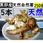 [ Kanto Koshinetsu бесплатная доставка ] чёрный часть производство * супер липкость! красный земля глина. . type . натуральный Японский ямс 5 шт. 250g