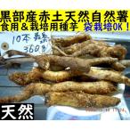 [ Kanto Koshinetsu бесплатная доставка ] чёрный часть производство * натуральный Японский ямс * еда для & семенной клубень 10 шт. 360g