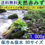 1[ бесплатная доставка ]( Kanto Tokai Kinki Hokuriku Shinetsu ) чёрный часть производство [ futoshi .. длинный ] натуральный красный ..miz80 размер 1kg