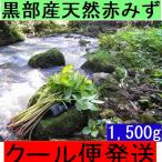1[ Kanto Koshinetsu бесплатная доставка ] название вода. . чёрный часть натуральный красный miz..kata - uwabami. прохладный рейс отправка 1,500g