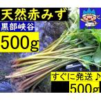 B【送料無料】名水の里黒部 天然 赤ミズ みず カタハ ウワバミ草 500g クリックポスト　