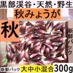  бесплатная доставка![ отправка средний ] чёрный часть производство натуральный . сырой гора ... . груз японский имбирь myouga300g