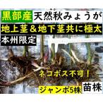 [ Kanto Koshinetsu район бесплатная доставка ] чёрный часть производство натуральный японский имбирь * наземный & земля внизу стебель ~ jumbo * большой рассада АО 5шт.@+ в подарок 10