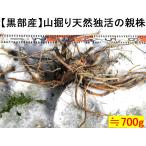  чёрный часть производство натуральный гора ....[ родители АО ] новый . большое количество * длина netsuke 700g