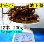 [ бесплатная доставка!] чёрный часть производство натуральный ...*walabi*.. рассада, земля внизу стебель 2 2 шт ≒200g комплект 