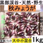  отправка средний! чёрный часть производство натуральный . сырой гора ... . груз японский имбирь myouga1,000g