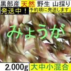  отправка начало! чёрный часть производство натуральный . сырой гора ... . груз японский имбирь myouga2,000 g