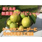 屋久島産グァバ【冷凍ピューレ】|種抜き済みそのままケーキやスムージーに使えて便利