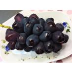 【ブラックシャインマスカット(富士の輝)】2kg箱(3房前後)山梨県産9月中旬〜下旬発送予定【送料無料】