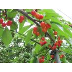  Yamanashi префектура юг Alps город производство [ вишня ]3 товар вид еда . сравнение MIX500gL размер и больше роза ..( Sato .or. превосходящий .+2 товар вид )[ гора. фруктовое дерево .] культивирование 