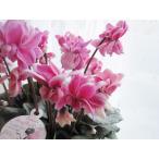  цикламен персидский [fea Lee pico * двойной ] rose розовый (5 размер ) дни указание не возможно 