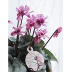  цикламен персидский [fea Lee pico * двойной ] розовый (5 размер ) дни указание не возможно 