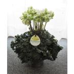  цикламен персидский [ лёд Princess ](5 размер ) дни указание не возможно 