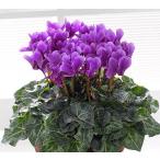  цикламен персидский Serena -tia[ aroma голубой ](5 размер )