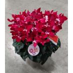  цикламен персидский *jiks( красный )5 размер [ дни указание не возможно ]