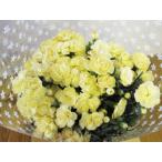 母の日 特大カーネーション(黄/イエロー)鉢花 7号鉢(直径21cm)