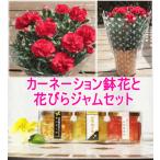 母の日★花びらジャムとカーネーション鉢花のセット 送料無料