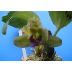 Bif.inodora (イノドラ) BS ビフレナリア原種