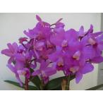 C.Porcia ‘Cannizaro’(C.ポーシア‘カニザロ’) BS 花なし株　カトレア交配種