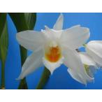 Coel.mooreana‘Blockhurst’ (ムーレアナ‘ブロックハースト’) BS セロジネ原種