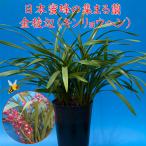 金稜辺(キンリョウヘン) 花なし株 5号鉢、日本蜜蜂（ミツバチ）を呼びます 分蜂 捕獲 Cym.floribundum