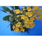 Den.aggregatum,majus (アグレガタム マジャス) BS 花なし株 デンドロビウム原種