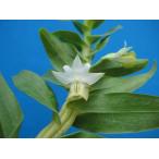 Den.ellipsophyllum (エリプソフィラム) BS 花なし株 デンドロビウム原種