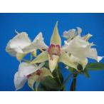 Den.eximium (エキシミウム) BS 花なし株 デンドロビウム原種