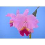 Lc.Drumbeat‘Triunph’(Lc.ドラムビート‘トライアンプ’) BS 花なし株　カトレア交配種