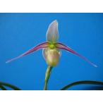 Phrag.hartwegii  (ハートウェギィ) BS フラグミペディウム原種