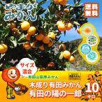  Arita мандарин дерево .. Arita. .. один .( есть .. .. ....) 10kg химия удобрение не использование . пестициды Wakayama Arita гора рисовое поле . мандарин ... мандарин . бесплатная доставка 