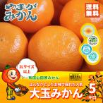  Arita мандарин 2L размер и больше. большой шар мандарин 5kg химия удобрение не использование . пестициды Wakayama Arita гора рисовое поле . мандарин ... мандарин . бесплатная доставка 