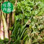  случайный натуральный дикоросы пробный комплект 500g Yamagata префектура производство натуральный дикоросы комплект walabiudoko мусор треска. .mizfki Aiko u Louis и т.п. 